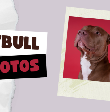 Photos of Pitbulls