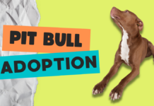 Pit Bull Adoption