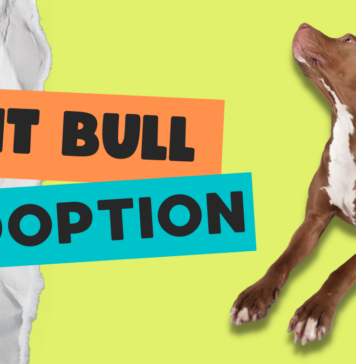 Pit Bull Adoption