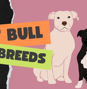 Pit Bull Breeds