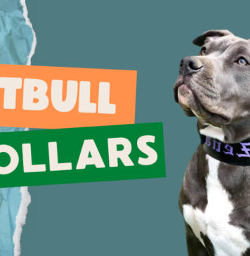 Pit Bull Collars
