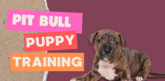Pit Bull Puppy Training