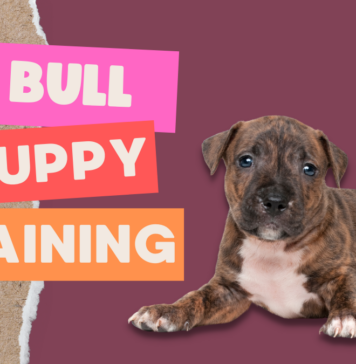 Pit Bull Puppy Training