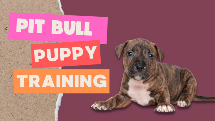 Pit Bull Puppy Training