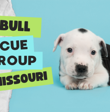 Pit Bull Rescue Group in Missouri