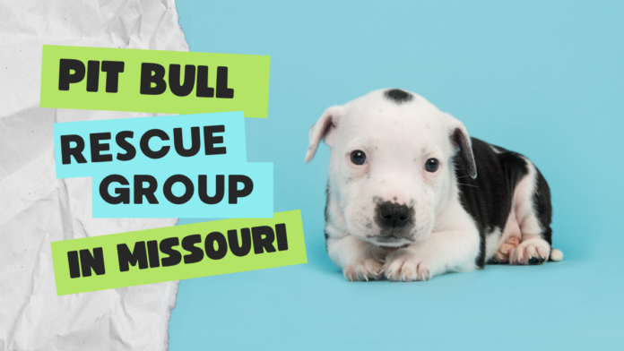 Pit Bull Rescue Group in Missouri
