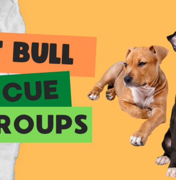 Pit Bull Rescue Groups
