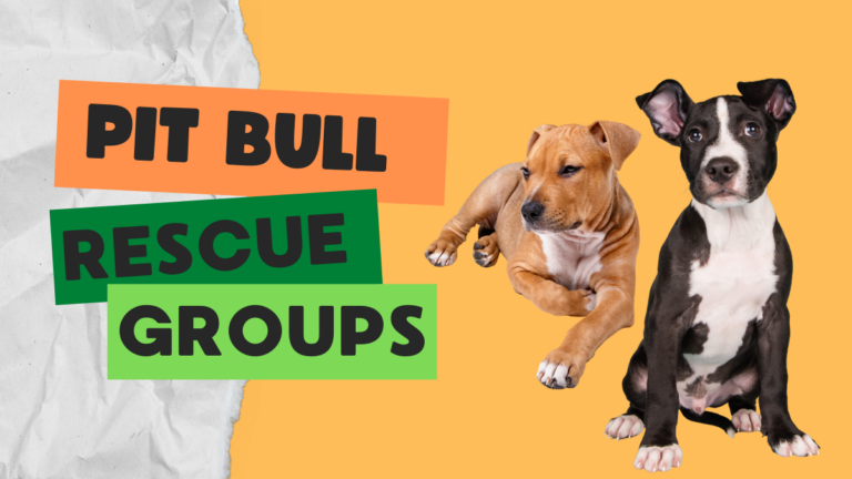 Pit Bull Rescue Groups