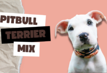 Pit Bull Terrier Mix
