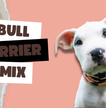 Pit Bull Terrier Mix