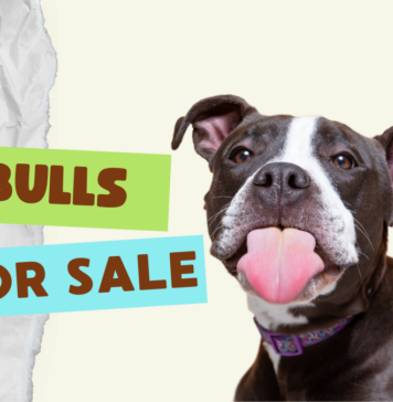 Pit Bulls for Sale