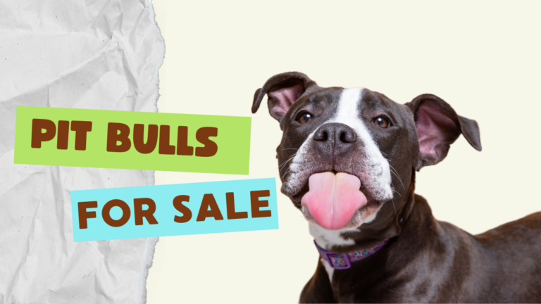 Pit Bulls for Sale