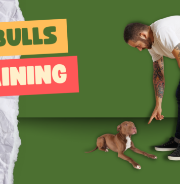 Pit bull dog training