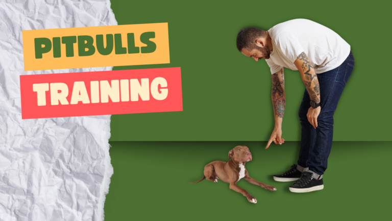 Pit bull dog training