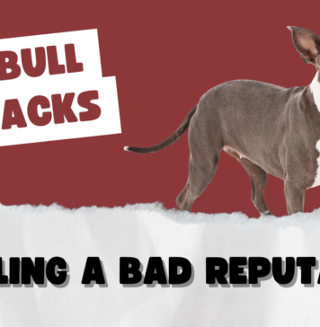 Pitbull Attacks