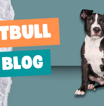 Pitbull BLOG
