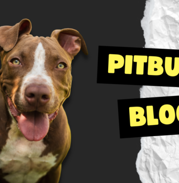 Pitbull BLOG