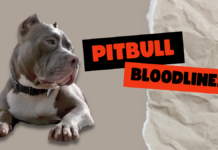 Pitbull Bloodlines