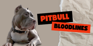 Pitbull Bloodlines