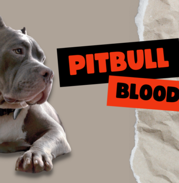 Pitbull Bloodlines