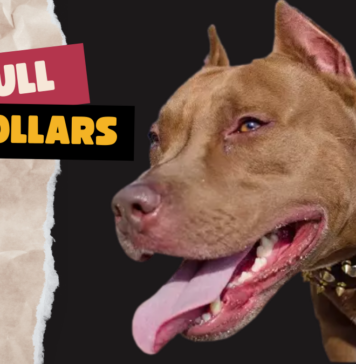 Pitbull Collars