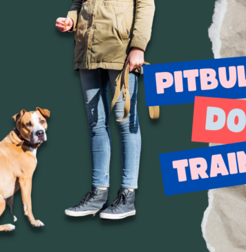 Pitbull Dog Training