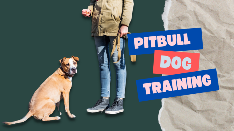 Pitbull Dog Training