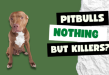 Pitbull Dogs, nothing but killers