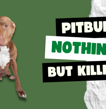 Pitbull Dogs, nothing but killers