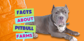 Pitbull Farms, know the facts