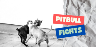 Pitbull Fights