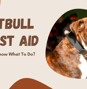 Pitbull First Aid