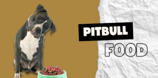 Pitbull Food