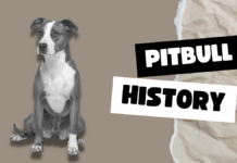 Pitbull History