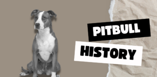 Pitbull History