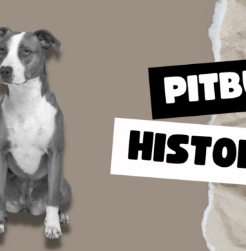 Pitbull History