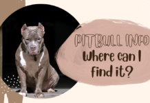 Pitbull Info, where can I find it