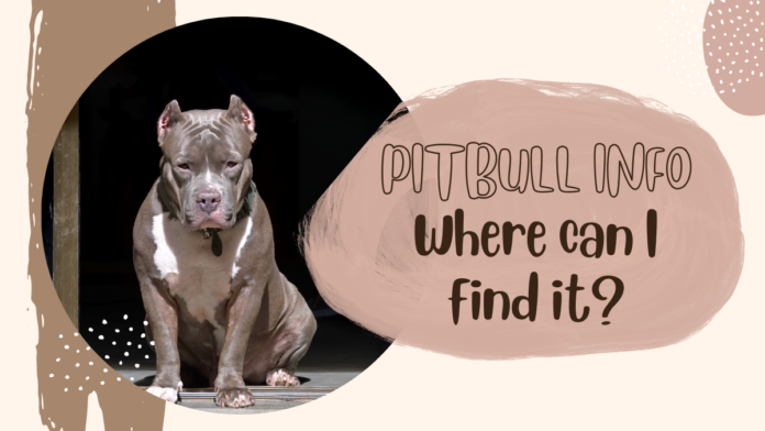 Pitbull Info, where can I find it