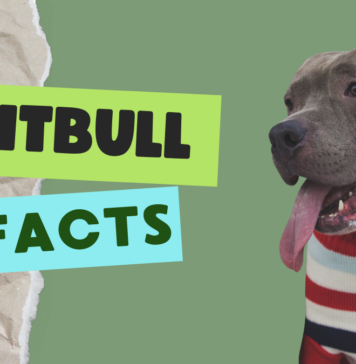 Pitbull Information