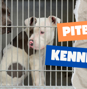 Pitbull Kennels