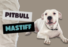 Pitbull Mastiff