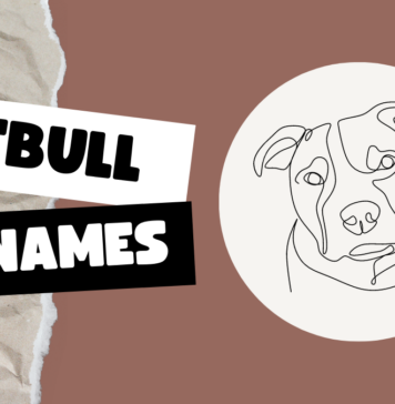 Pitbull Names