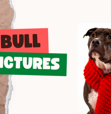 Pitbull Pictures