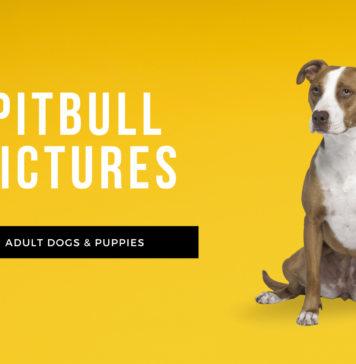 Pitbull Pictures