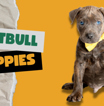 Pitbull Puppies