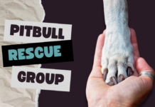 Pitbull Rescue Group