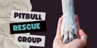 Pitbull Rescue Group