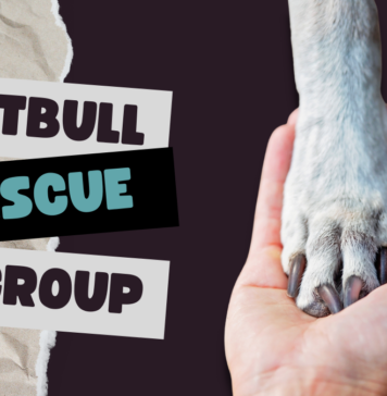 Pitbull Rescue Group