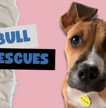 Pitbull Rescues