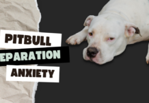 Pitbull Separation Anxiety